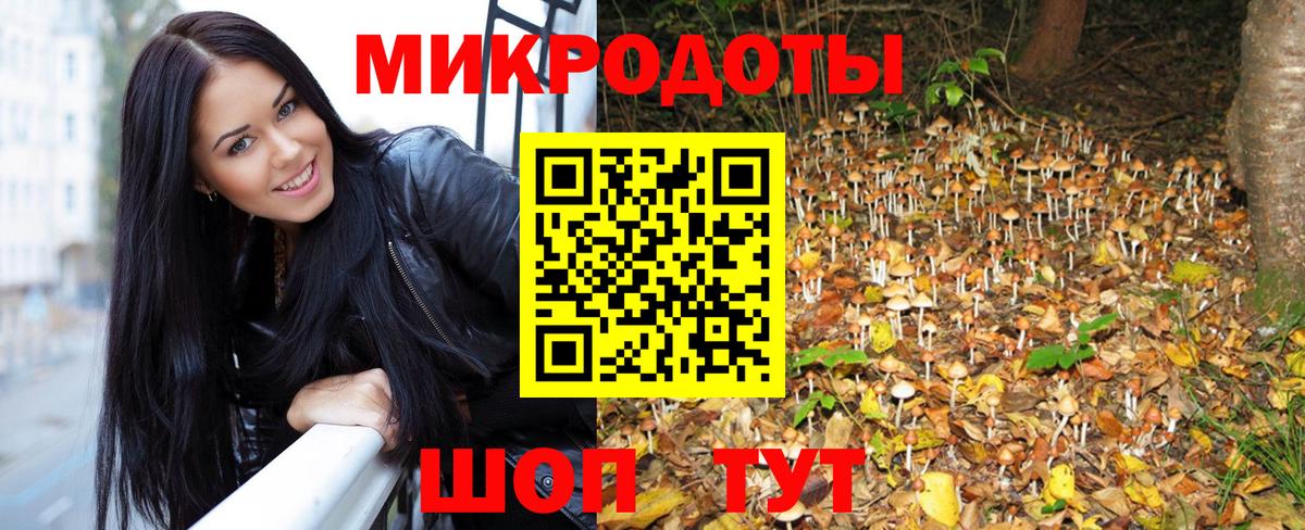 Псилоцибиновые грибы Psilocybe Великий Новгород